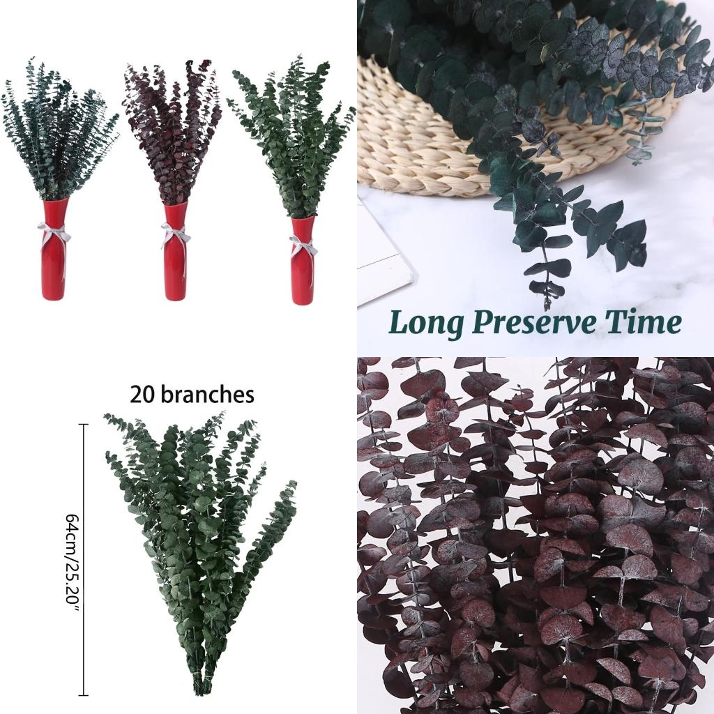20 قطعة محفوظة لفروع الأوكالبت - مراجعة Preserved Moss Sheet وسعره
