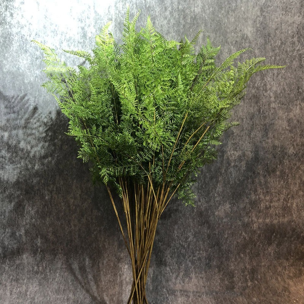 فروع نباتات سرخس اصطناعية واقع - مراجعة Preserved Moss Sheet وسعره